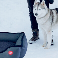 Check Glovii heated pets bed